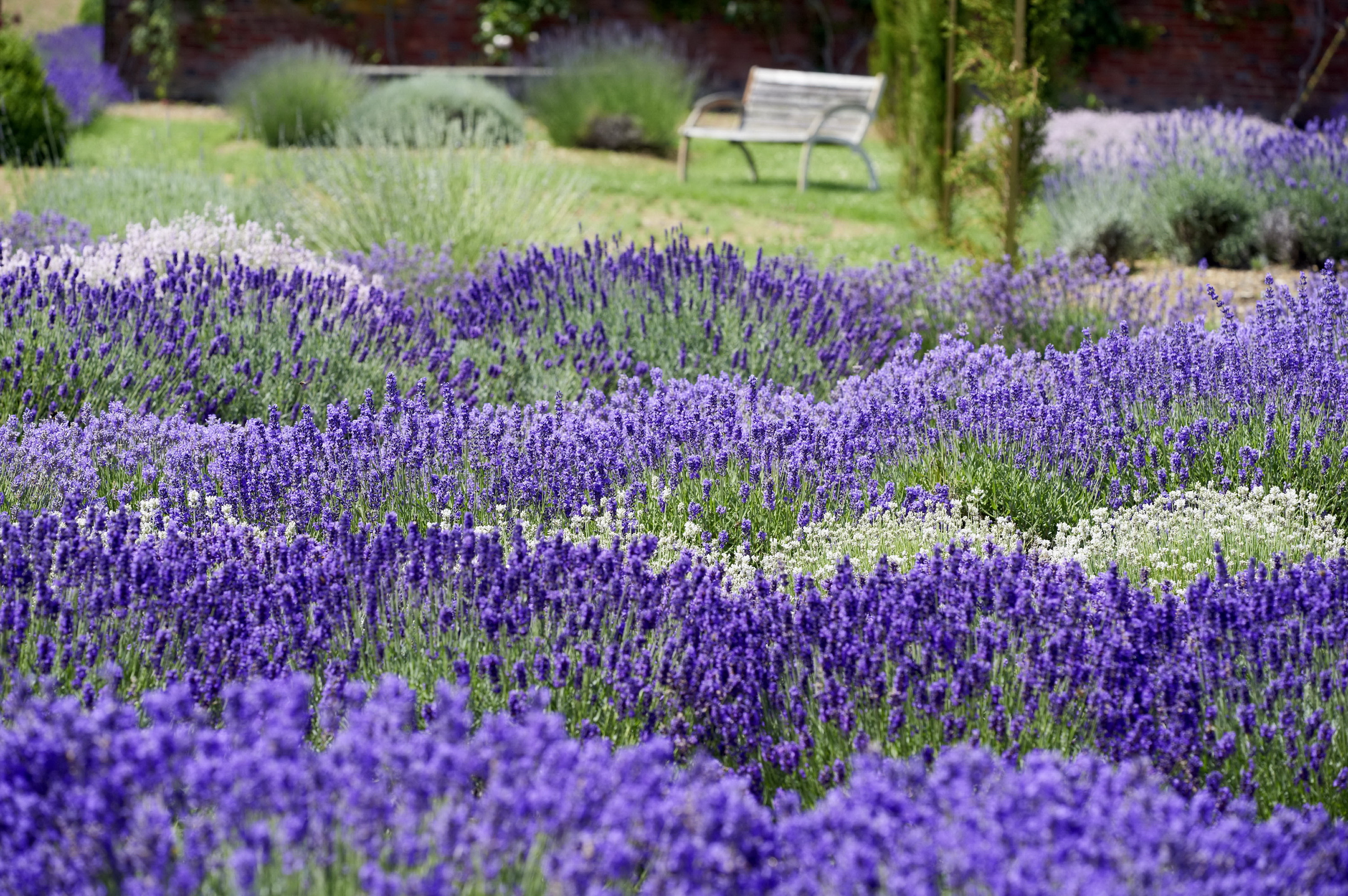 Lavendel in der Gartengestaltung Photo: Helix