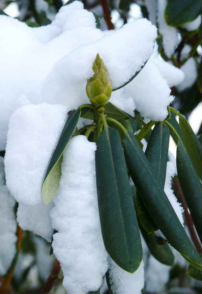 Rhododendren rollen bei Trockenheit ihre Blätter. Auch im Winter.